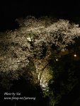 PICT0051 夜桜