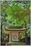 DSC_0308 copy