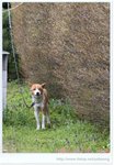 狗狗 DSC_9401