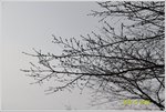 含苞待放的櫻花 DSC_0096