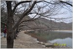 含苞待放的櫻花 DSC_0126