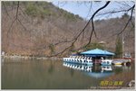 含苞待放的櫻花 DSC_0127
