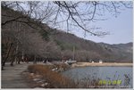 含苞待放的櫻花 DSC_0130