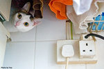 0501cat05