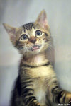 9livescat01