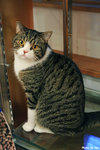 9livescat04