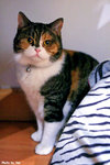 9livescat062