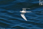 IMG_0088