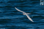 IMG_0170