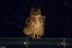 IMG_0210_S