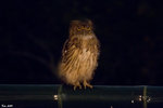 IMG_0221_S
