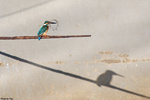 IMG_6895