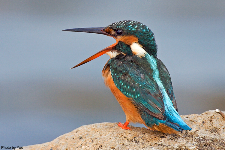 普通翠鳥 Common Kingfisher