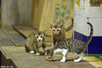 0602cat04