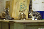 0602cat07
