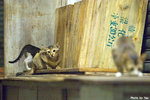0602cat08