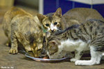 0602cat09