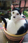 0703cat01
