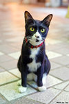 0720cat02