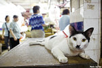 617cat01