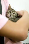0611cat12