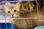 0611cat13