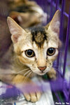 0611cat14