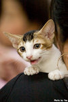 0611cat15