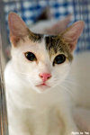 0611cat16