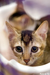 0611cat17