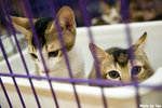0611cat19