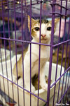 0611cat20