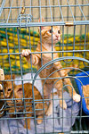 0611cat22
