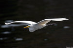 IMG_0289