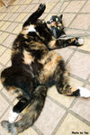 617cat04