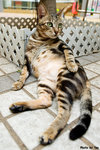 617cat06