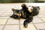 617cat07