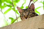 617cat08