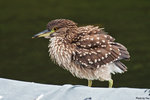IMG_0636