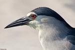 IMG_4293crop