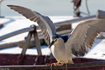 IMG_4342