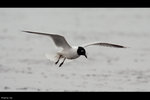 IMG_2466