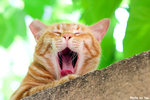 0510cat07