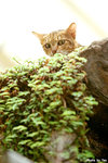 0420cat01