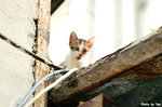 0420catb01