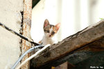 0420catb02