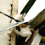 0420catb06