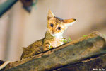 0508cat01