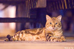 0508cat02