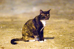 0509cat01